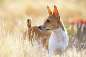 Lee más sobre el artículo ¿Sabías que la raza de perros Basenji es la única en el mundo que no ladra?