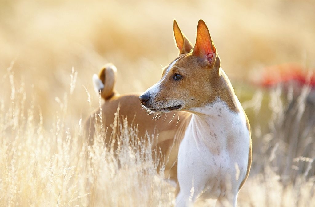 En este momento estás viendo ¿Sabías que la raza de perros Basenji es la única en el mundo que no ladra?